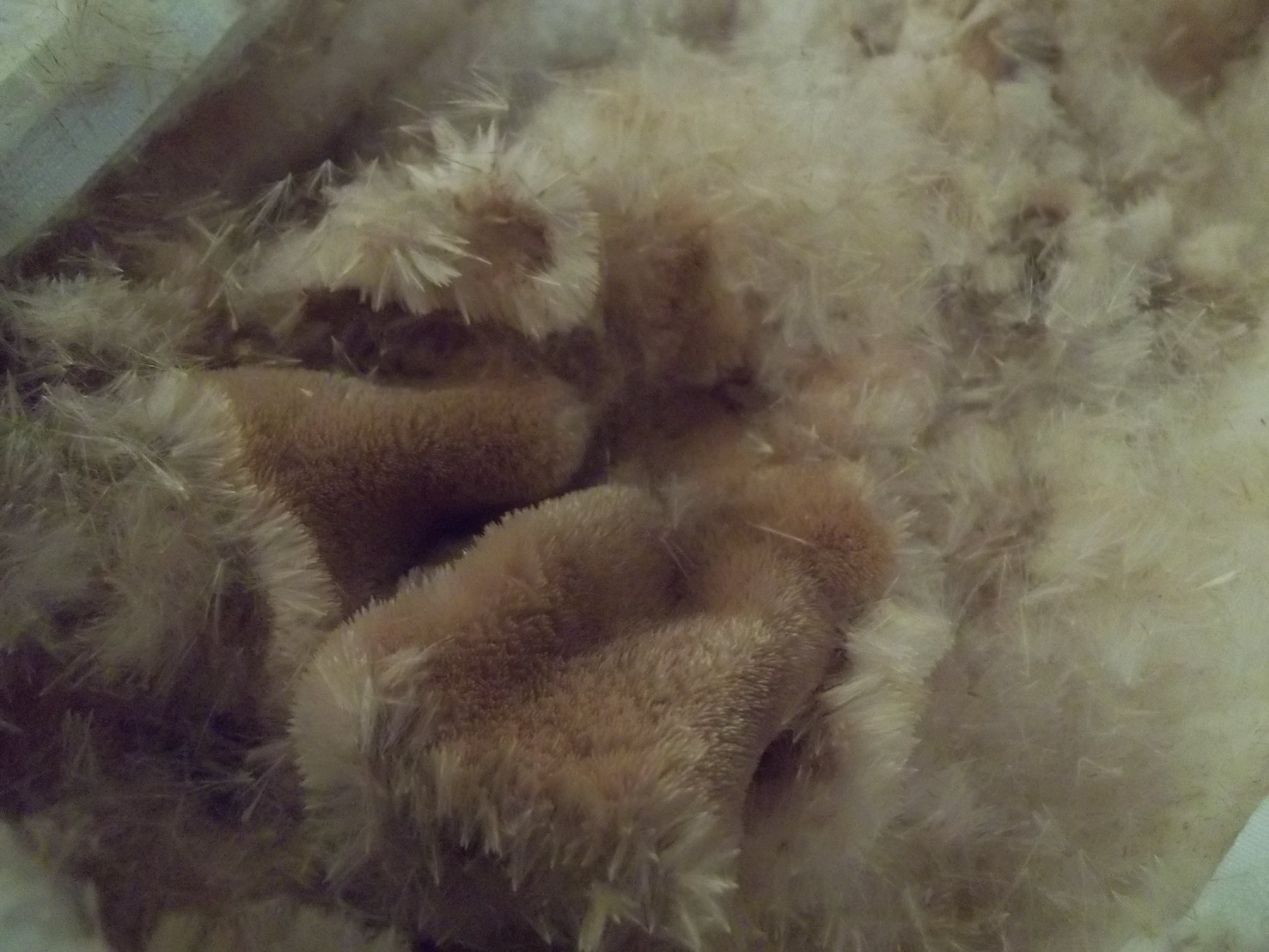 The sheet of cattail seeds inside the pillow